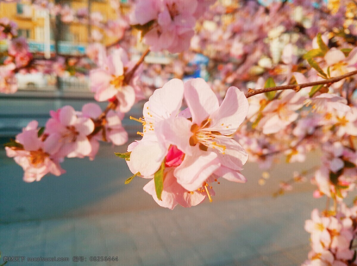 桃花摄影 花卉 桃花 花朵 花 春天