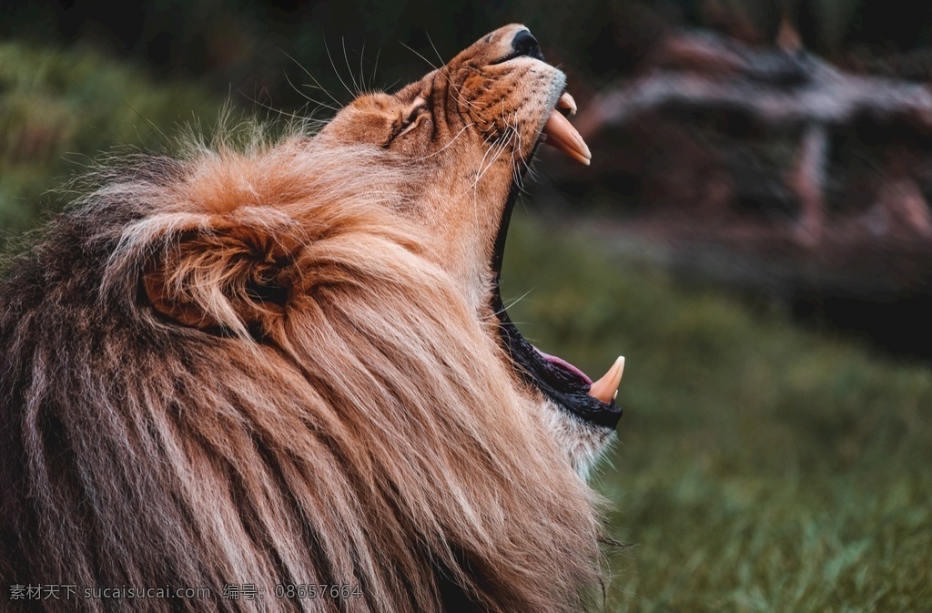 咆哮 狮子 雄狮 凶猛 咆哮的狮子 自然 野性 生物世界 野生动物