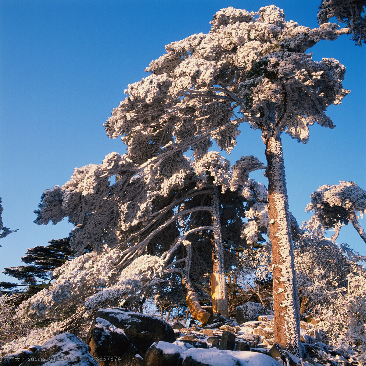 高山 雪松 景色 雪山 岩石 陡峭 天空 蓝天 松树 挺立 雪白 景观 高清图片 山水风景 风景图片
