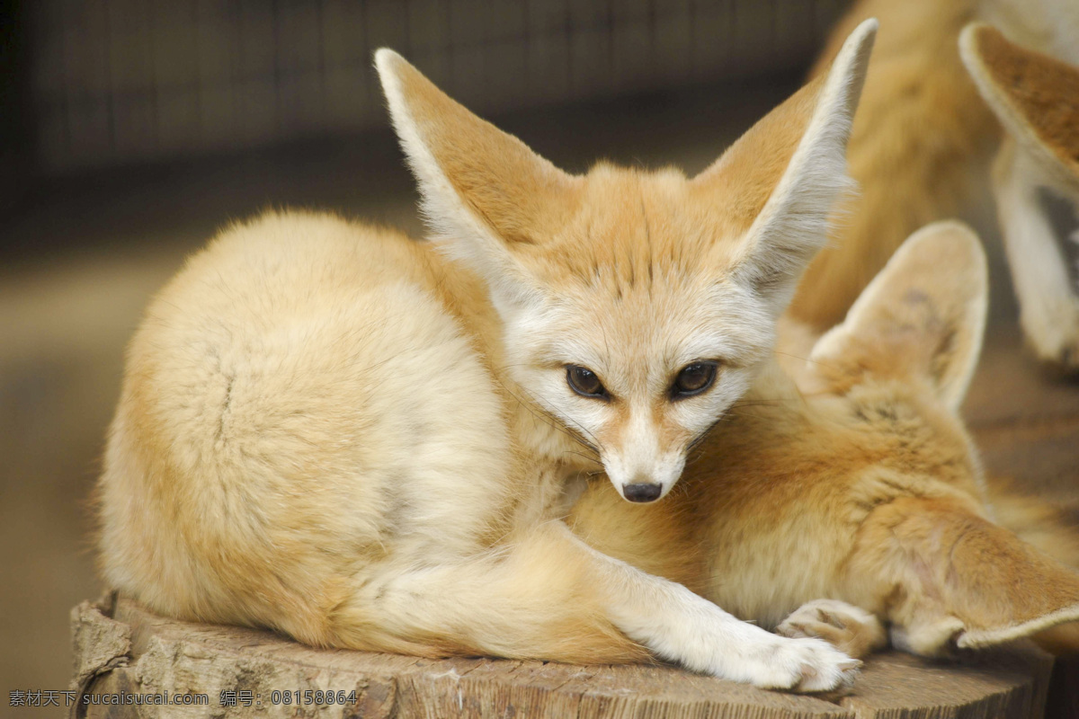 耳廓狐 大耳小狐 沙漠小狐 狐狸 狐 动物摄影 生物世界 野生动物