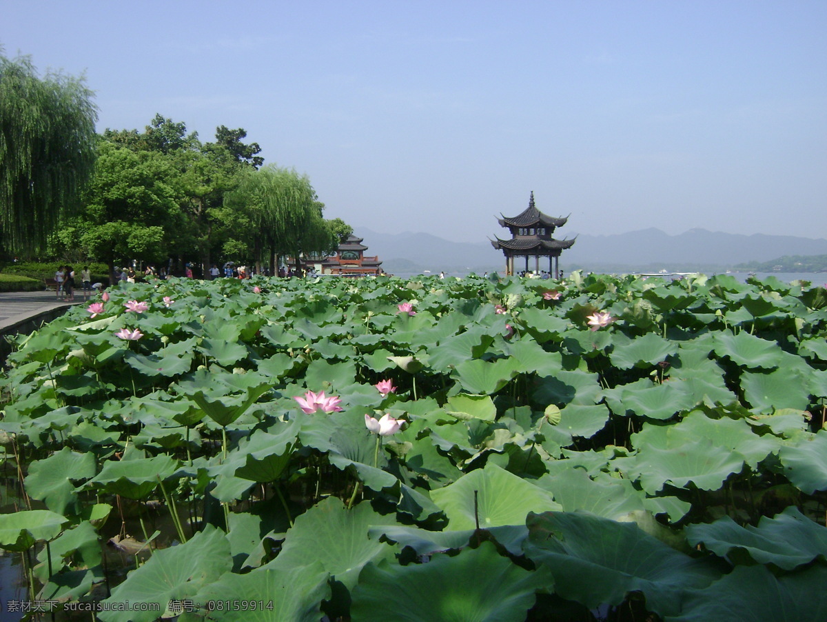 西湖风光 浙江 杭州 西湖 荷花 旅游摄影 国内旅游