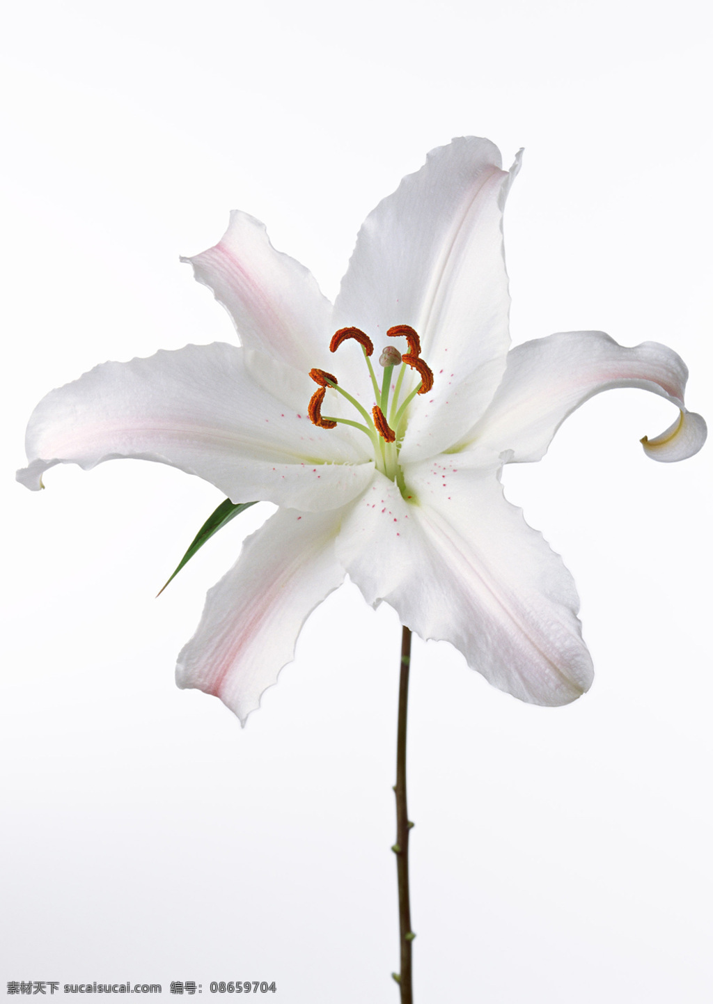 位图免费下载 服装图案 花朵 花卉 位图 写实花卉 植物摄影 面料图库 服装设计 图案花型