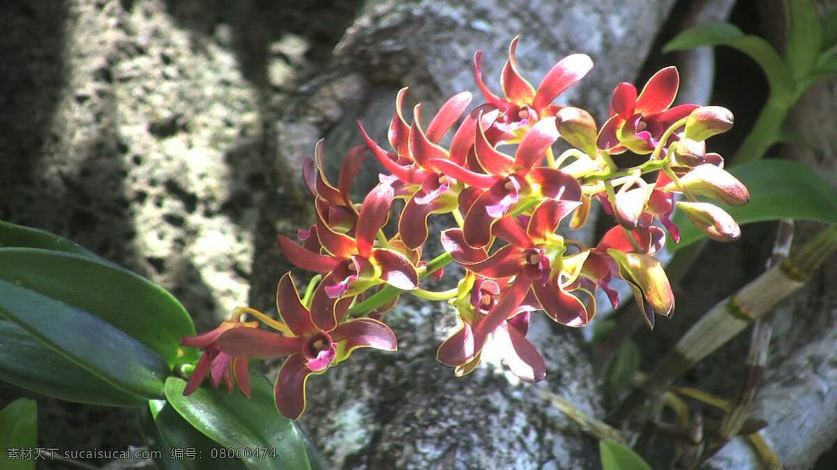 红色 兰花 股票 视频 花 花瓣 热带 视频免费下载 夏威夷 植物 植物学 其他视频