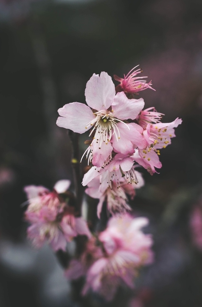 桃花 花 树 春天 桃李 樱花树 桃花树 花朵 花卉 自然 美丽 粉花 背景 摄影图 生物世界 花草 树木植物