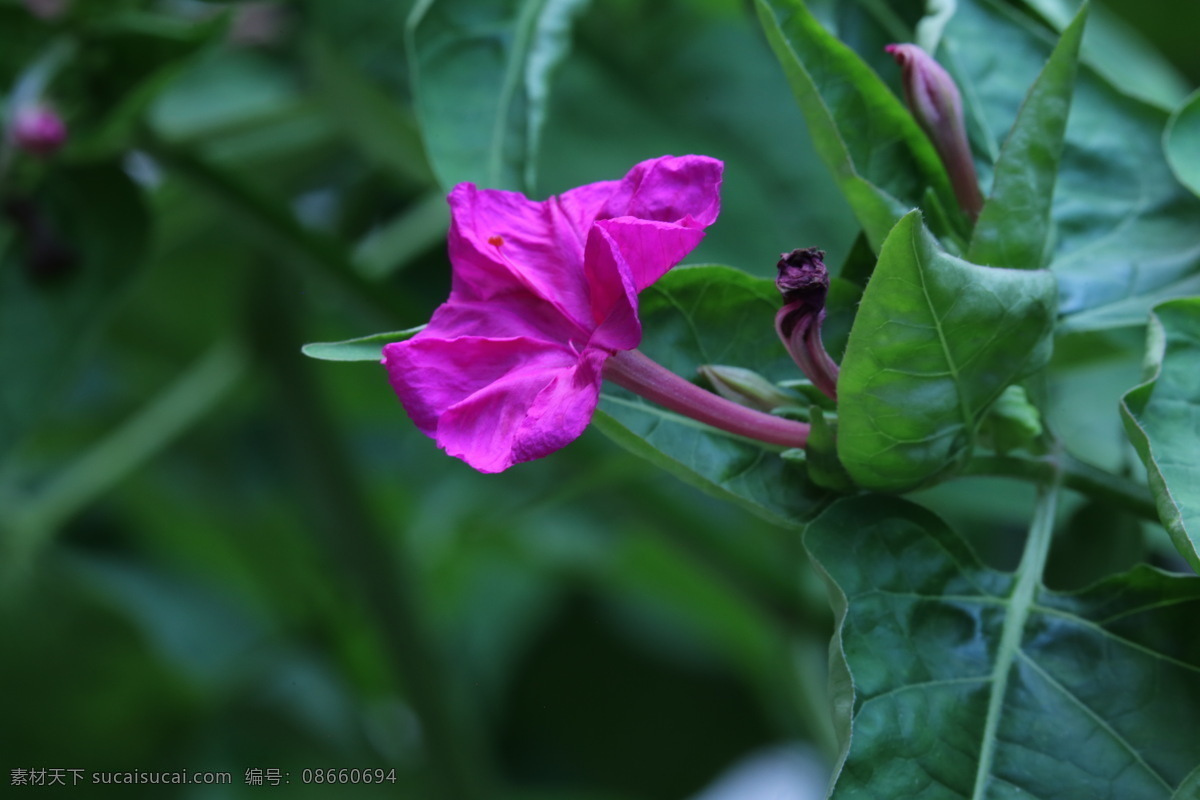 紫茉莉 胭脂花 粉豆花 夜饭花 状元花 花儿 花朵 花卉 花蕊 植物 花草 草本植物 观赏花卉 花卉大观园 生物世界