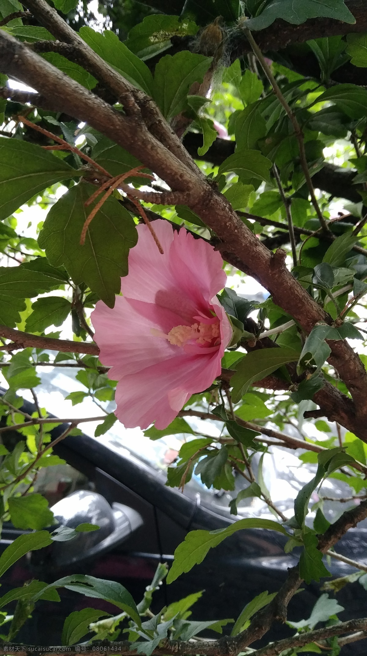 木槿花 粉色 花朵 花草 鲜花 花瓣 盛开 生物世界