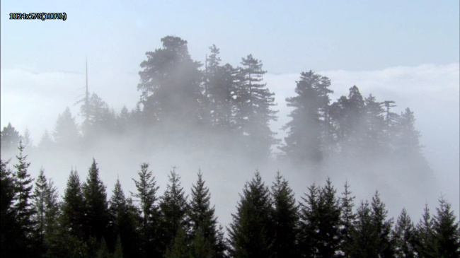 森林 迷雾 实拍 高清