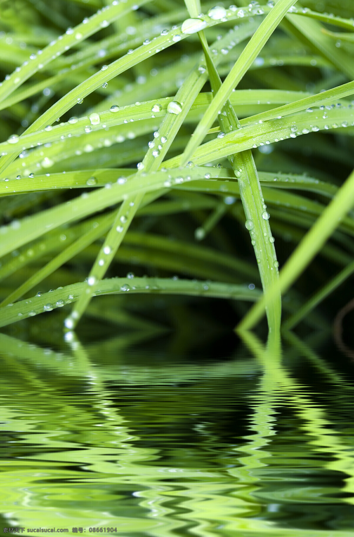 绿 湖 草 露水 绿湖和草露水 生物世界