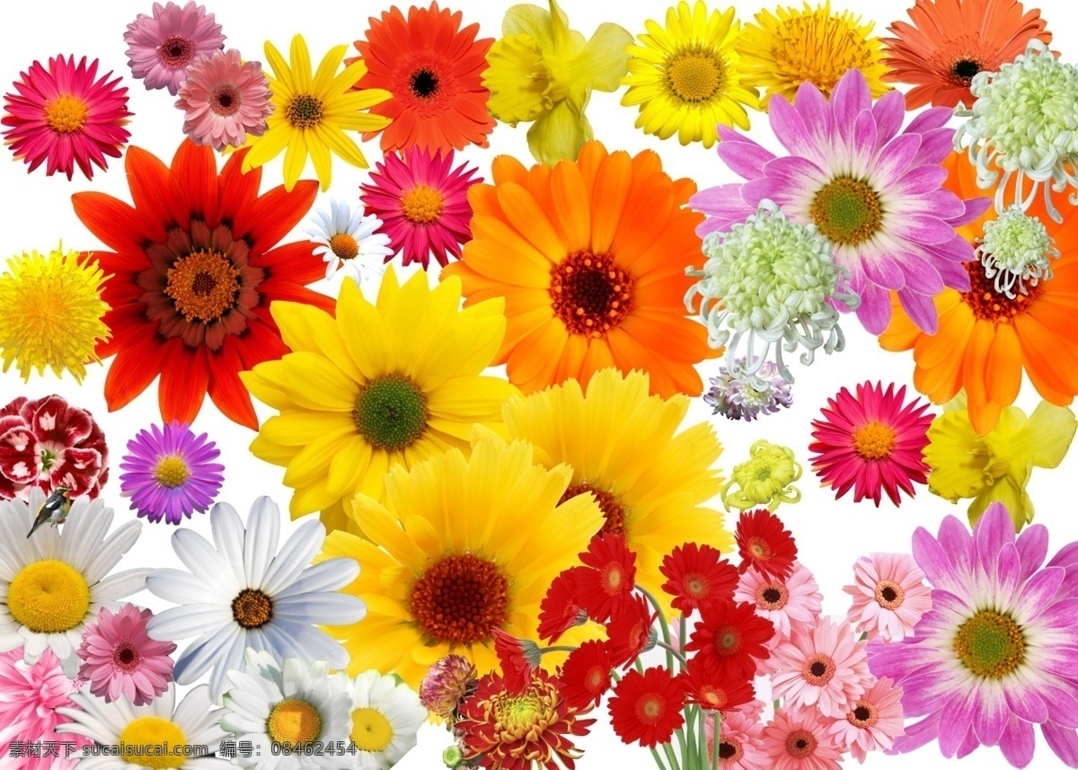 各种菊花图 菊花 黄菊花 红菊花 白菊花 紫菊花 橘红色菊花 粉菊花 菊花集锦 源文件 分层