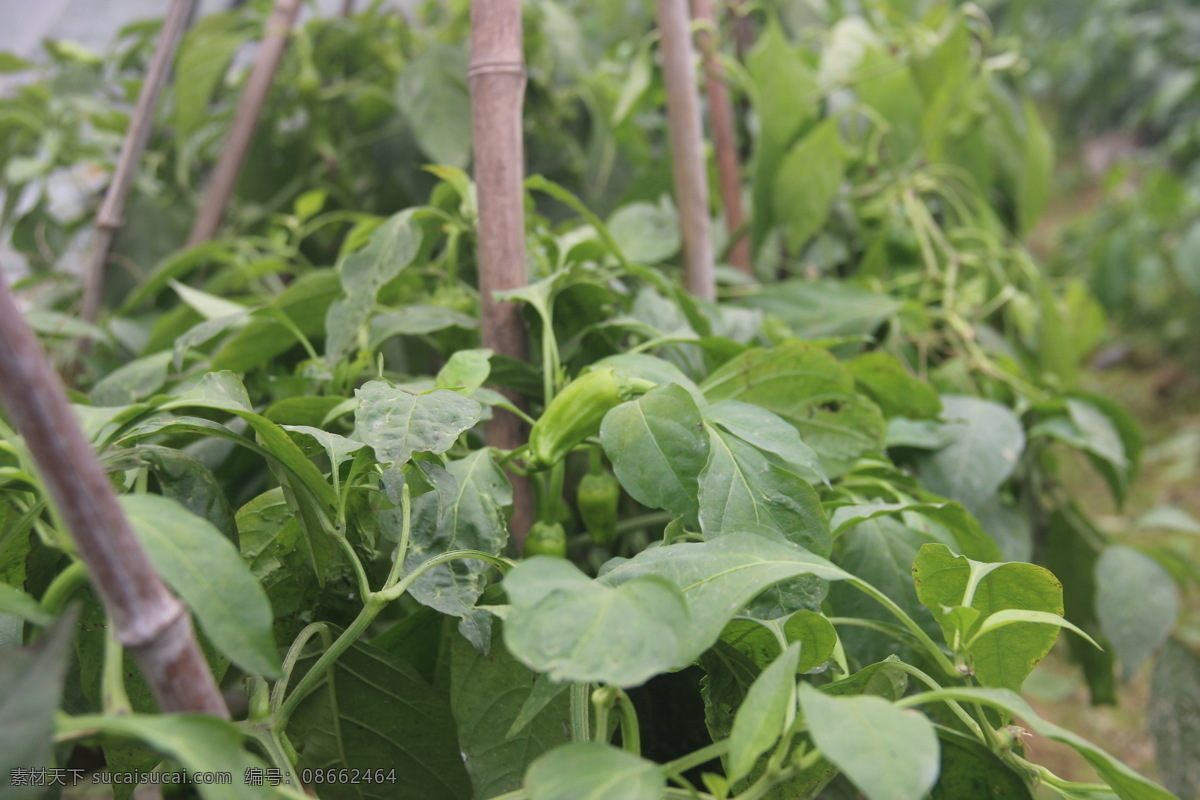 青椒满园特写 青椒 蔬菜 果园 菜园 青菜 辣椒 丰收 生物世界