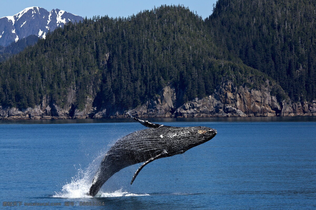 海洋 中 跳跃 鲸鱼 大鲸鱼 跳跃鲸鱼 鲸类 海上 海面 大海 鲸鱼摄影 哺乳动物 海洋生物 海洋动物 生物世界 动物世界