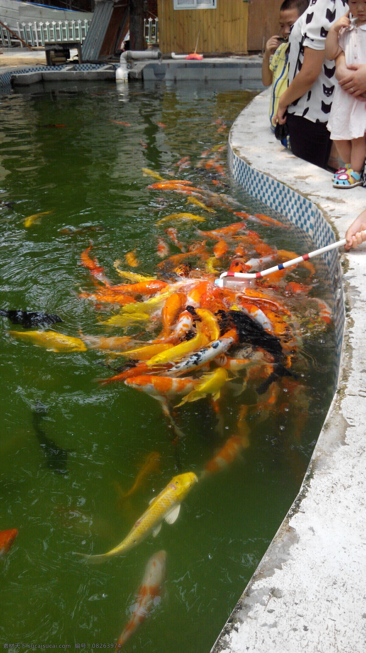 鱼 漂亮鱼 美丽鱼 好多鱼 开心鱼 喂鱼 生物世界 鱼类
