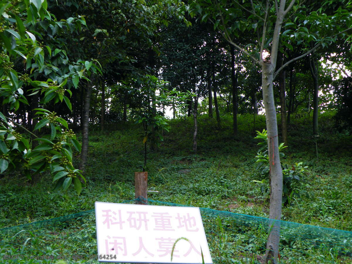 实验基地 小树林 传感器 黑色