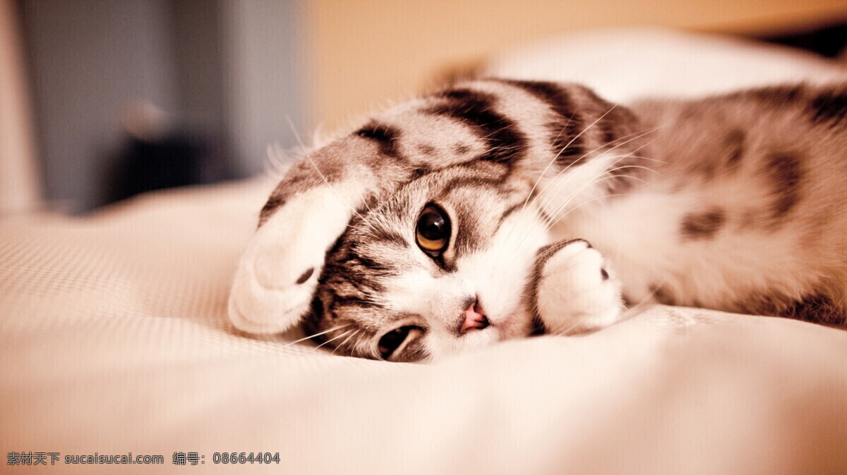 猫 可爱 小动物 猫猫 宠物 温馨 家禽家畜 生物世界