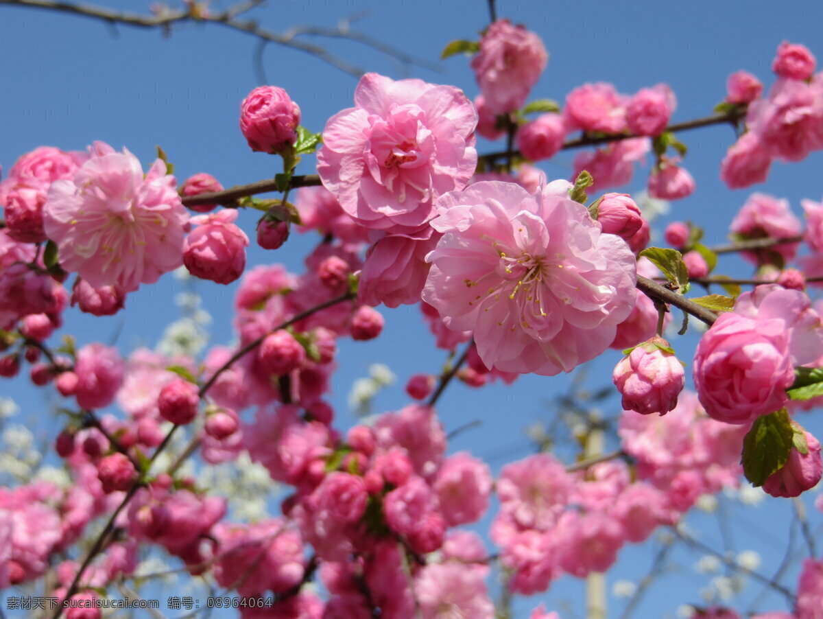 碧桃 粉色 春天 嫩叶 树枝 花朵 花草 生物世界
