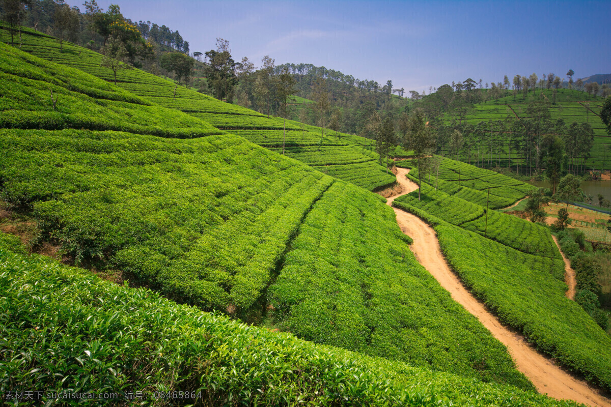 茶山 绿色 茶树 茶场 风景 植被 茶叶 绿地 绿 植物 山丘 丘陵 自然美景 美丽茶山 景色 茶山风景 茶园 美丽风景 风景摄影 自然景观 田园风光 旅游摄影 国内旅游