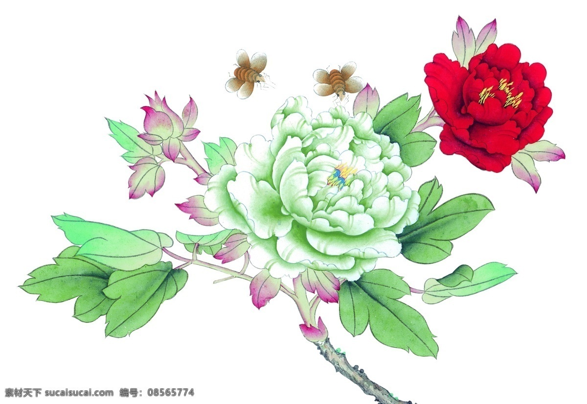 高清 牡丹花 花 牡丹 psd源文件