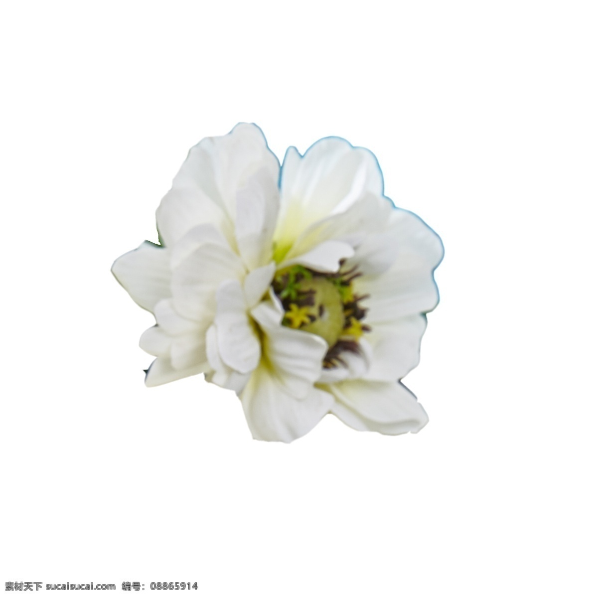 盛开 白色 鲜花 春天花朵 白色花朵 春天鲜花 盛开的鲜花 卡通插图 创意卡通下载 插图 png图下载