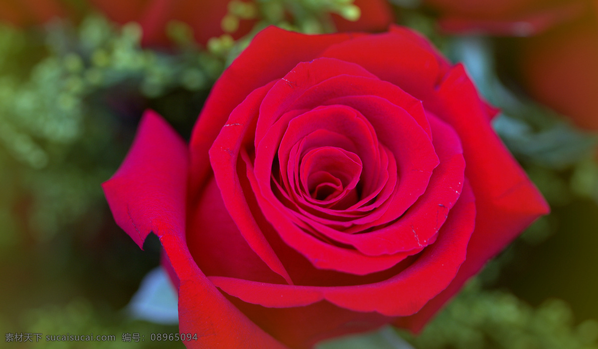 唯美 红玫瑰 花 鲜花 花卉 花朵 花草 植物
