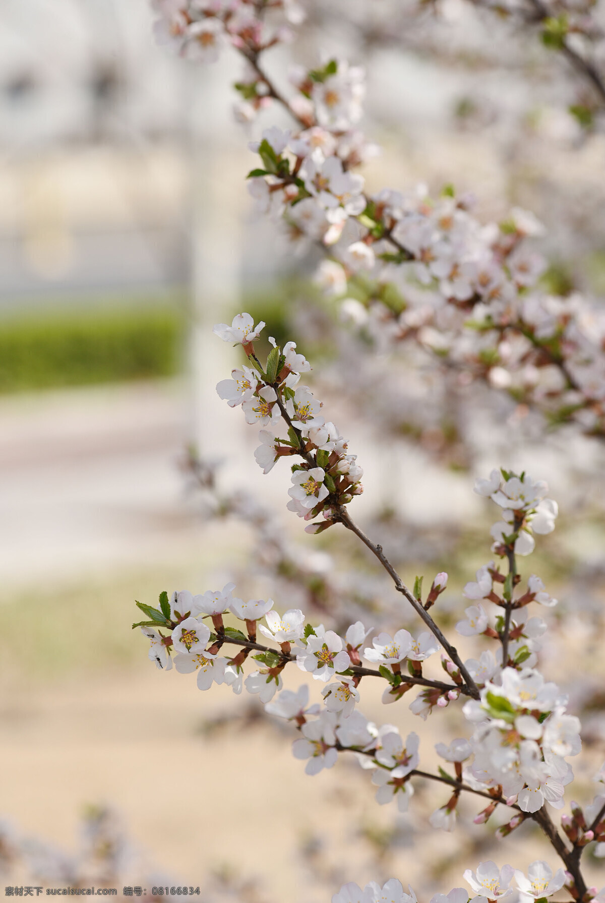 毛樱桃花 春天 花 花朵 花儿 风景 生物世界 花草