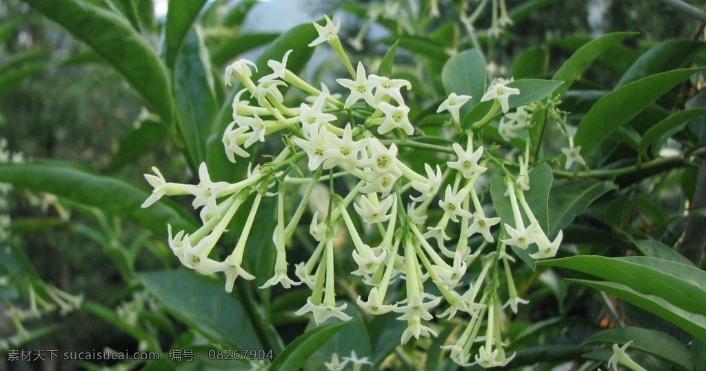 夜来香 花朵 香味 绿色 植物 生物世界 花草