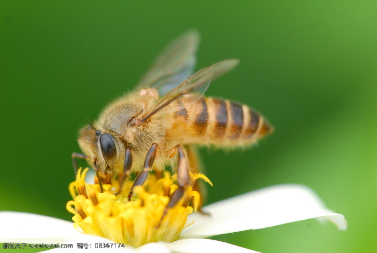 蜜蜂 春天 蜂 花 昆虫 勤劳 生物世界 采蜜 虫子摄影 花粉