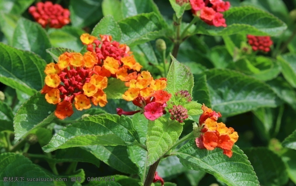五色梅图片 五色梅 马缨丹 臭草 五彩花 植物 观赏花卉 花卉 花儿 花朵 花草 双子叶植物 园林风景 绿化景观 花卉大观园 生物世界