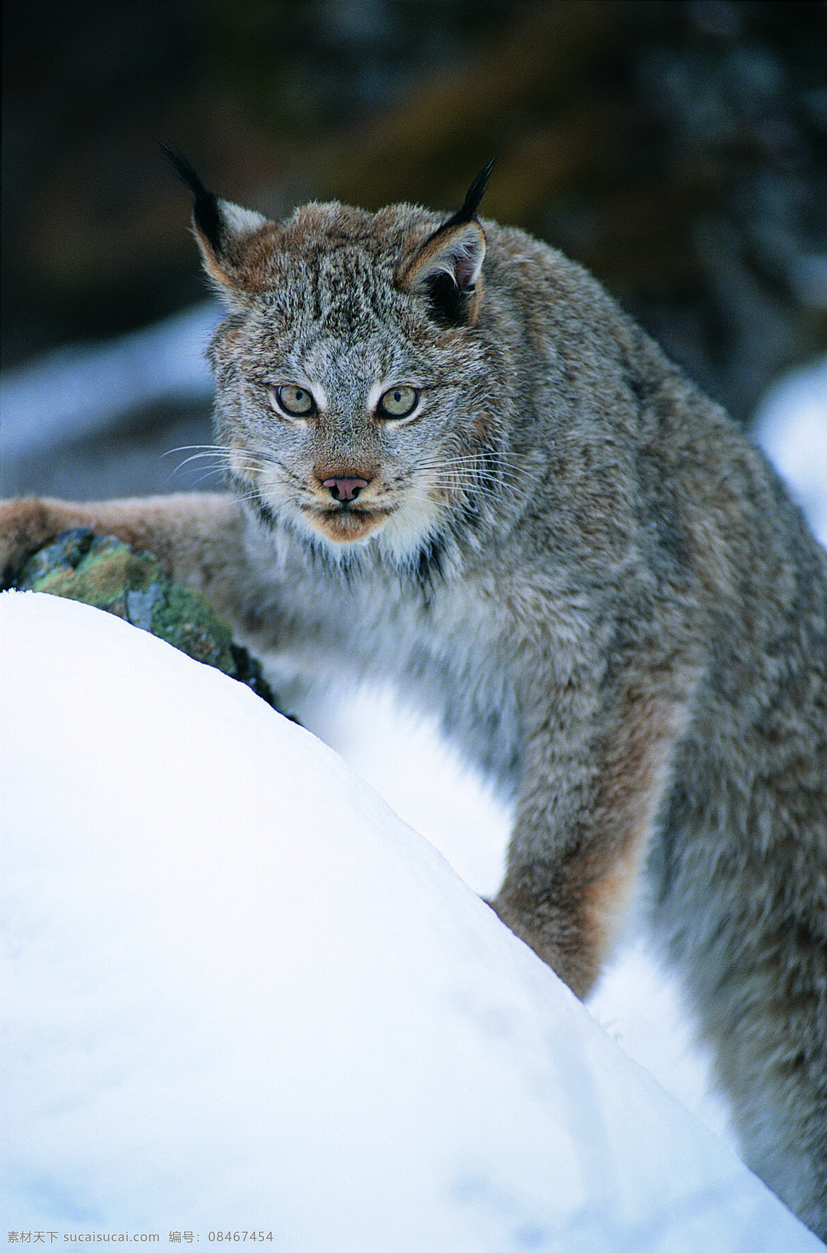 雪地上的野猫 野生动物 动物世界 哺乳动物 野猫 雪地 猫科动物 摄影图 陆地动物 生物世界 白色