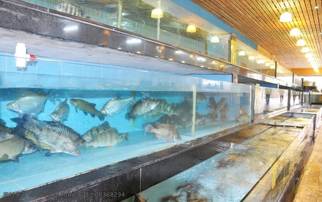 水族 酒店海鲜 海鲜池 海鲜 美食 酒店厨房 厨房 鱼类 生物世界