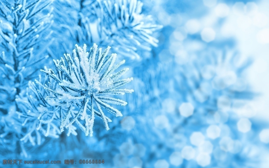 松树枝 雾凇 冬天 冰雪 冬季 背景 圣诞树 树枝 树木 树叶 绿树 树木树叶 生物世界