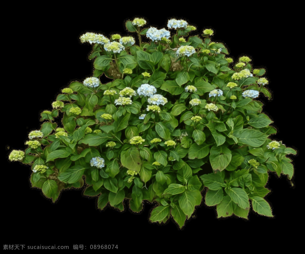 绿化 植物 景观 免 抠 图 水 湿 树叶 绿色 背景 特写 漂亮 自然 露珠 椭圆树叶 树枝 绿色背景 春天 树木树叶 唯美 电脑壁纸 手机屏保 纹理 肌理 落叶 生物世界 生物 绿植 野草 叶子 盆景 花草 装饰 夏天 海报背景 免抠素材