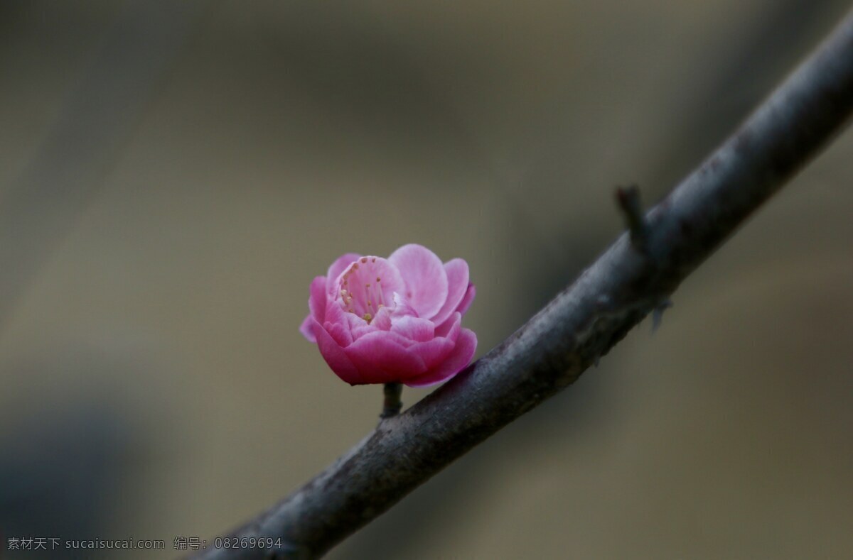 梅花 一枝梅 春天 禅意 中长焦 生物世界 花草