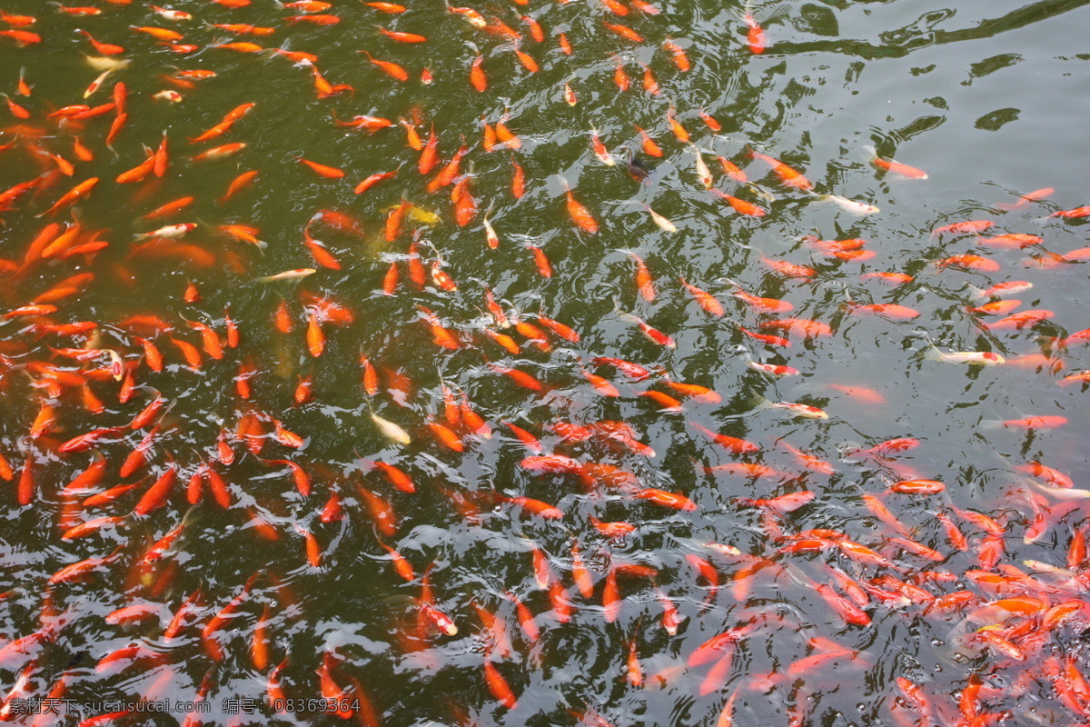 金鱼满塘