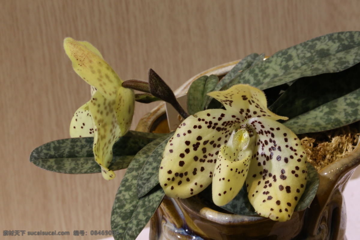 兜兰 拖鞋兰 绉枸兰 洋兰 兰花 花朵 花儿 植物 兰科 鲜花 花卉 盆栽 花草 园艺 园林景观 绿化景观 蝴蝶兰兰花 生物世界