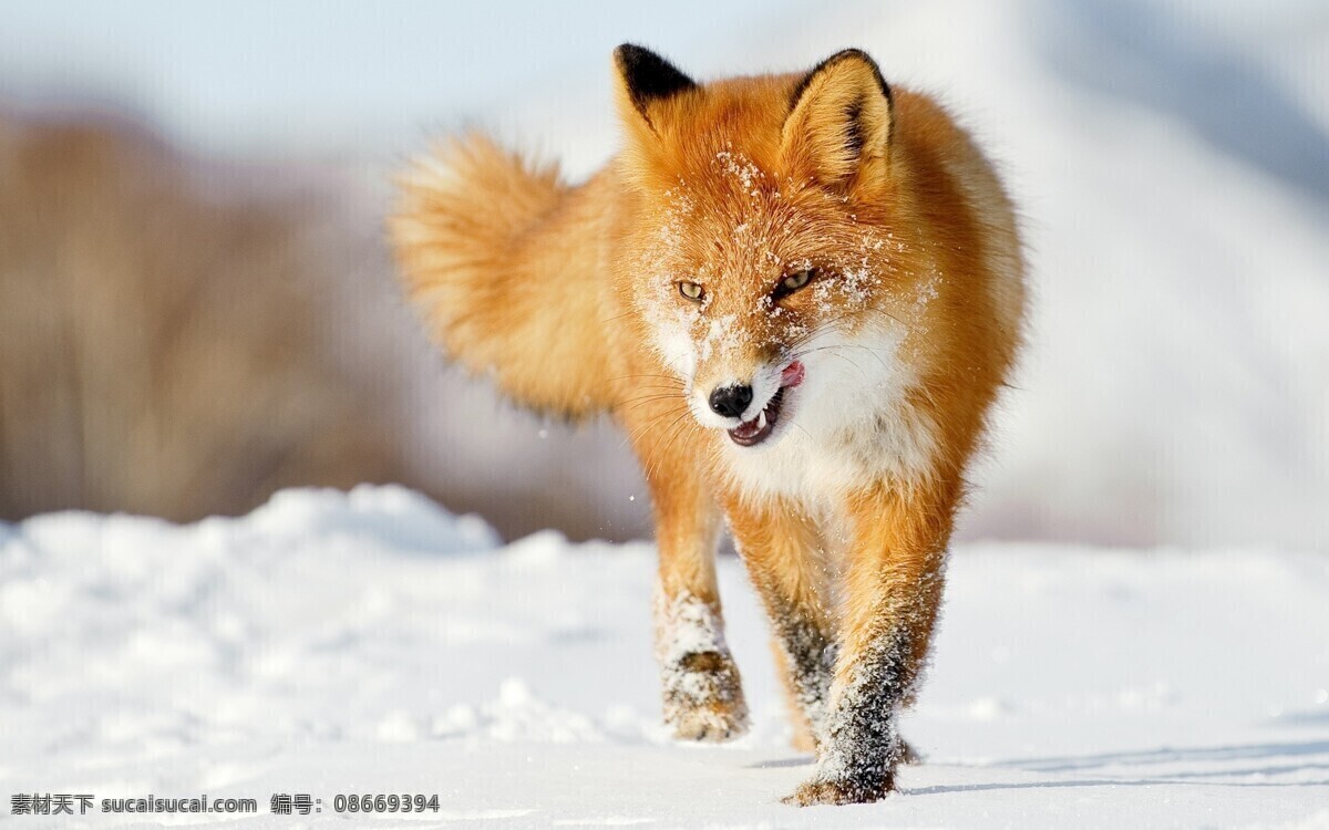 动物摄影图 动物世界 生物世界 狐狸 狼狗 雪地 凶残 图片专辑 野生动物