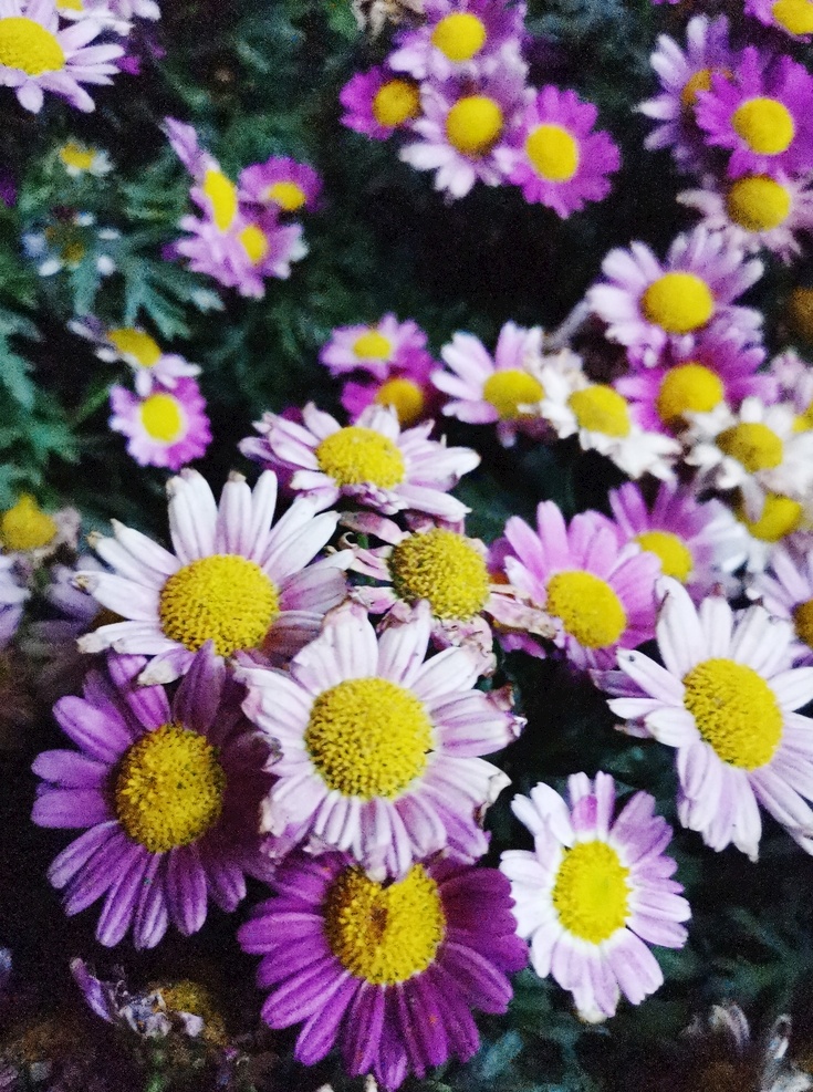 雏菊图片 花 雏菊 小雏菊 花草 小花 生物世界