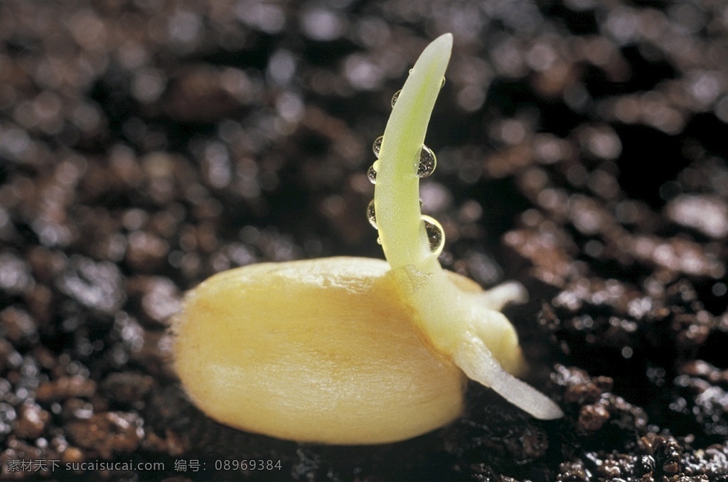 麦芽 发芽 小麦 种子 土壤 农业 生物世界 花草