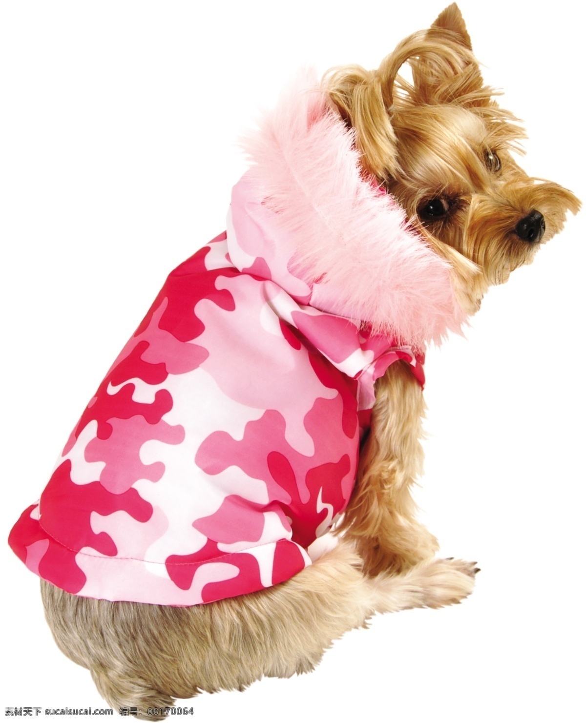 粉红色 拼 图带 羽毛 帽子 夹克 小狗 穿衣服的小狗 宠物狗 动物 小狗的图片 犬类图片 狗衣服 狗着装 生物世界 家禽家畜 可爱 居家 穿 衣服 狗