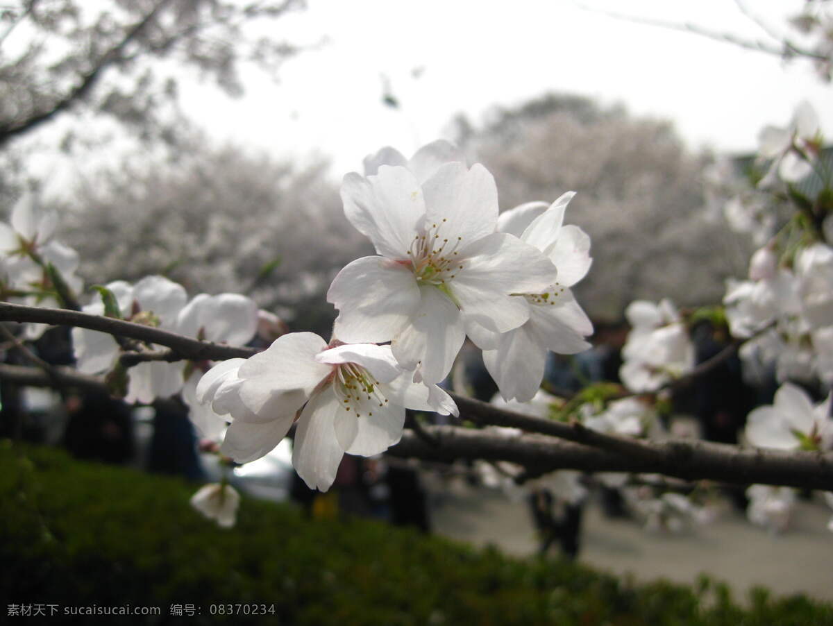 4月 粉红 高雅 花草 花骨朵 花树 季节 日本 物流 源文件 樱花 武大 东京 武汉 阳光 透明 生物世界 psd源文件