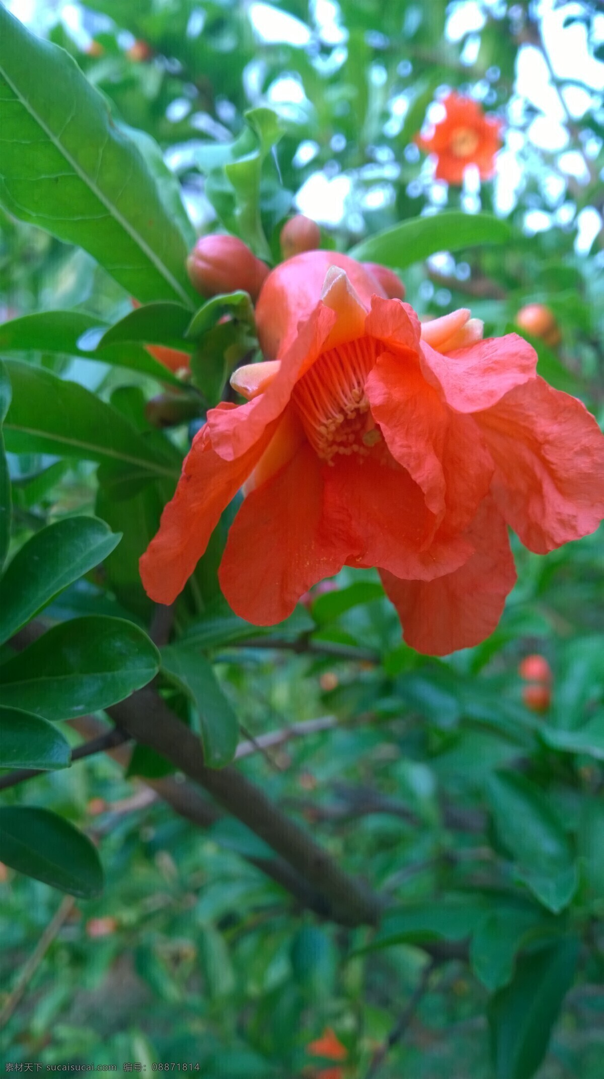 石榴花 石榴 花朵 花草 草木 生物 昆虫 生物世界