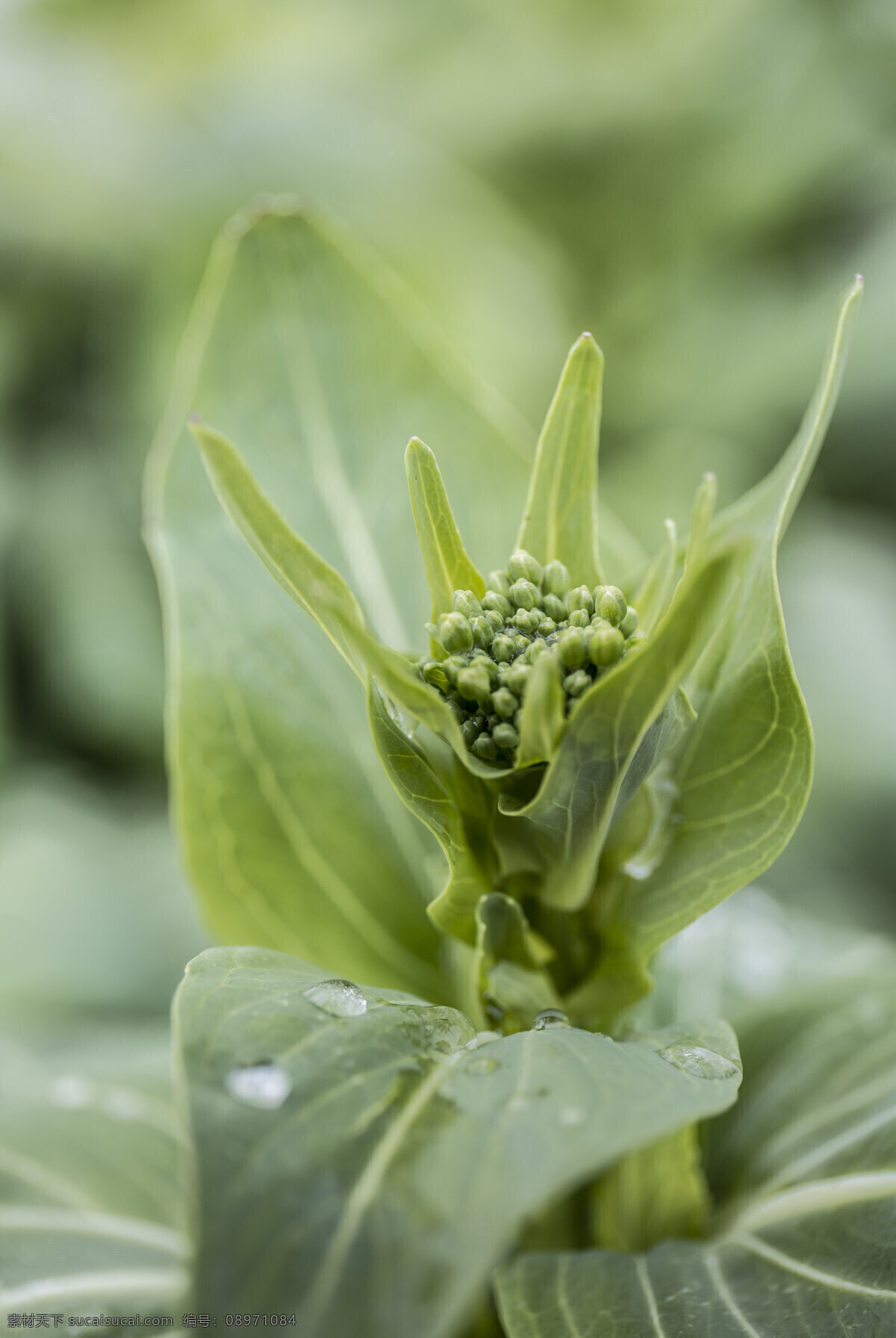 早春 微距 绿叶 露珠 春天 那片油菜花田 生物世界 蔬菜