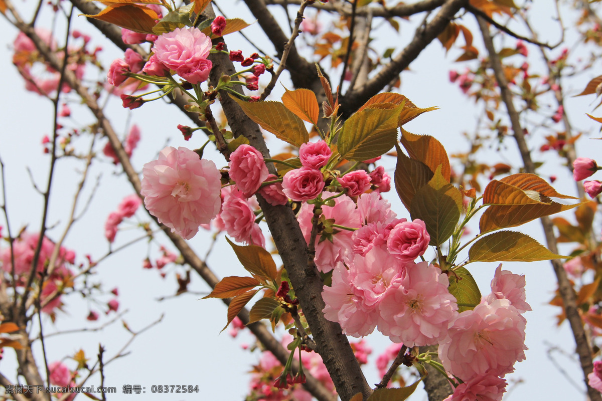 樱花桃花唯美 唯美樱花桃花 桃树花 樱花 桃花源 桃花苑 桃花园桃园 鲜花 盆栽 花卉 花海 花朵花语 花瓶 夏花 花之物语 唯美 花朵 居家插花 插花 插花艺术 花艺摆设摄影 插花diy 地产活动 暖场活动 活动现场 diy 活动 插花实拍 花艺造型 花艺摆设 花儿 花卉花艺 桃花樱花 生物世界 花草