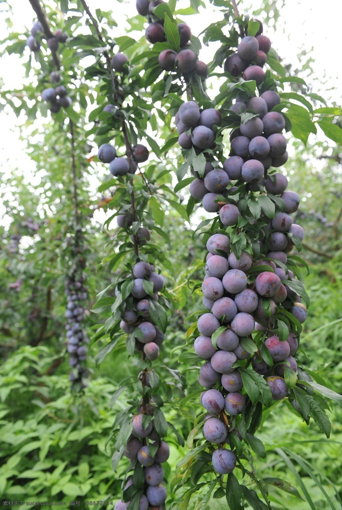 珍珠李 丰收 水果 李子 广告图片下载 硕果累累 个性摄影 生物世界