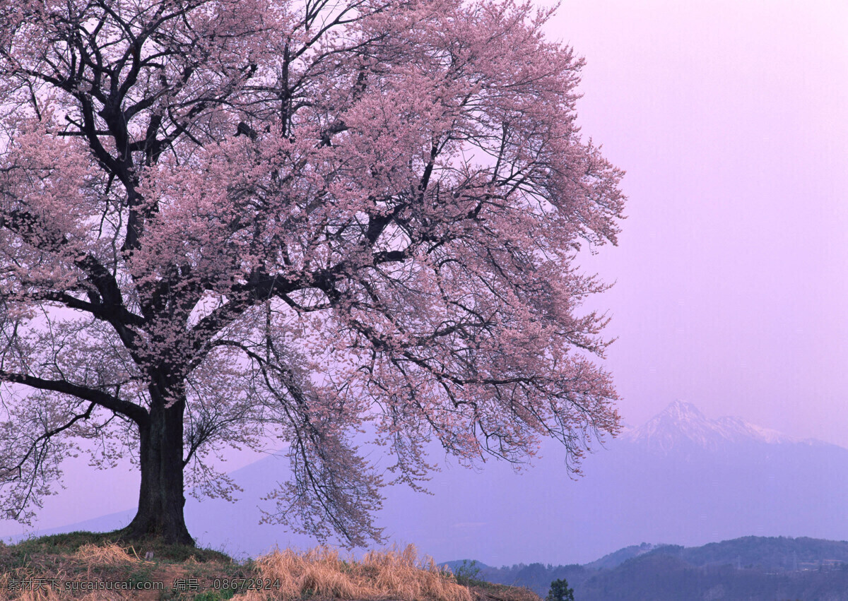 春暖花开 花 花瓣 花边 花草 花朵 花卉 花藤 花纹 风景 生活 旅游餐饮