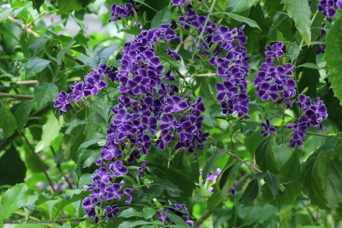 假连翘 番仔刺 篱笆树 洋刺 花墙刺 观赏花卉 花草 花儿 花朵 花骨朵 花卉 植物 园林绿化 绿化景观 花卉大观园 生物世界