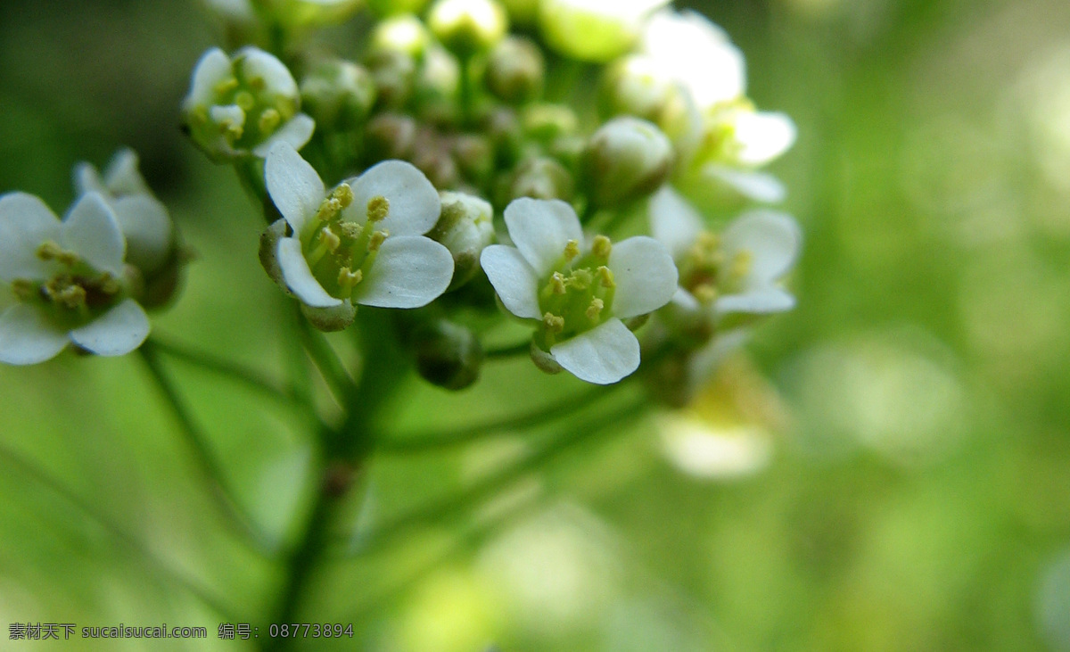 荠菜 花 春天 花草 花开 生物世界 野花 荠菜花 春天花开