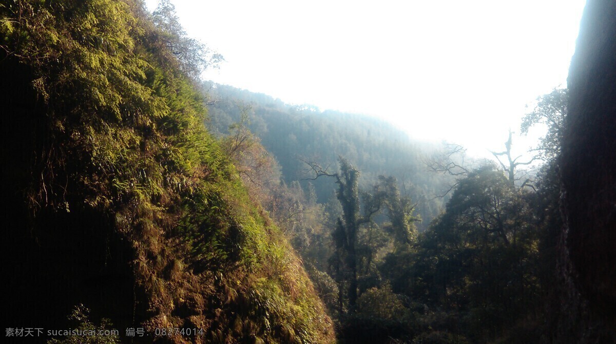 旅游风景 森林 树 山林 名胜 天空 树木 旅游摄影 国内旅游