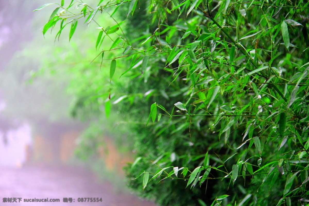 雨后翠竹 宁静 恬淡 雨滴 舒适 竹子 青石路 风景 自然风景 自然景观