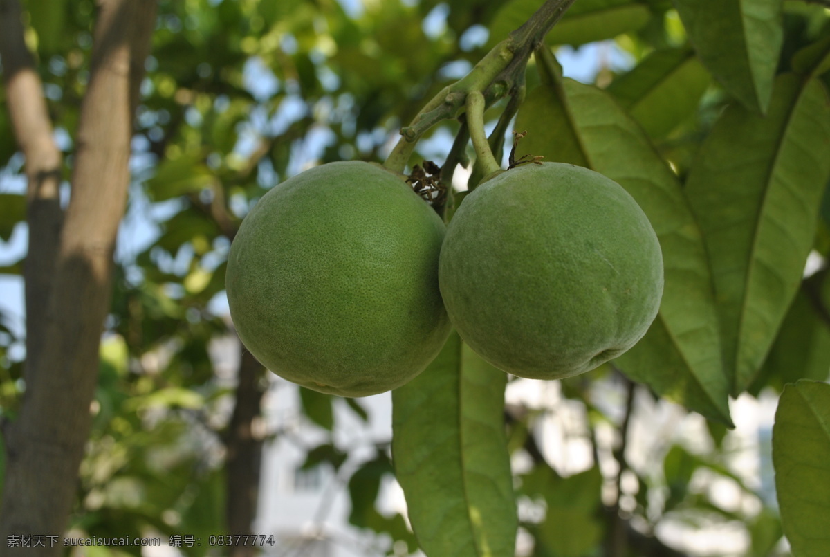 夏 初 化州 橘红 果 夏初 正宗 化州橘红果 贡品 绿色 生物世界 水果