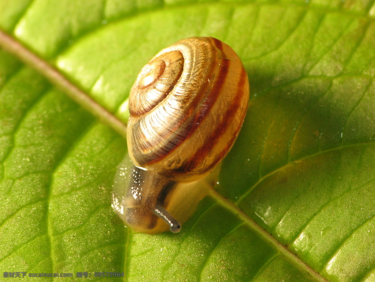 大自然 动物 风景 环保 环境 昆虫 旅游 蜗牛 生物 野生动物 生命 软体动物 冷血动物 自然界 野生摄影 野外 脱壳 生物世界